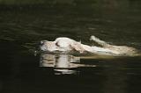 GOLDEN RETRIEVER 394